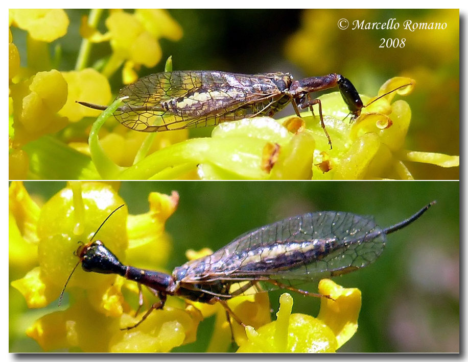 Xanthostigma corsicum su infiorescenze di Cachrys ferulacea